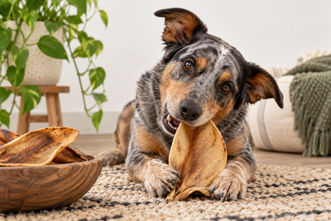 Can Dogs Eat Cow Ears? What to Know Before Giving This Natural Chew