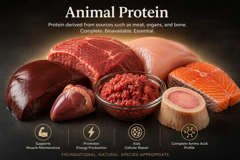 Animal Protein | Glossary