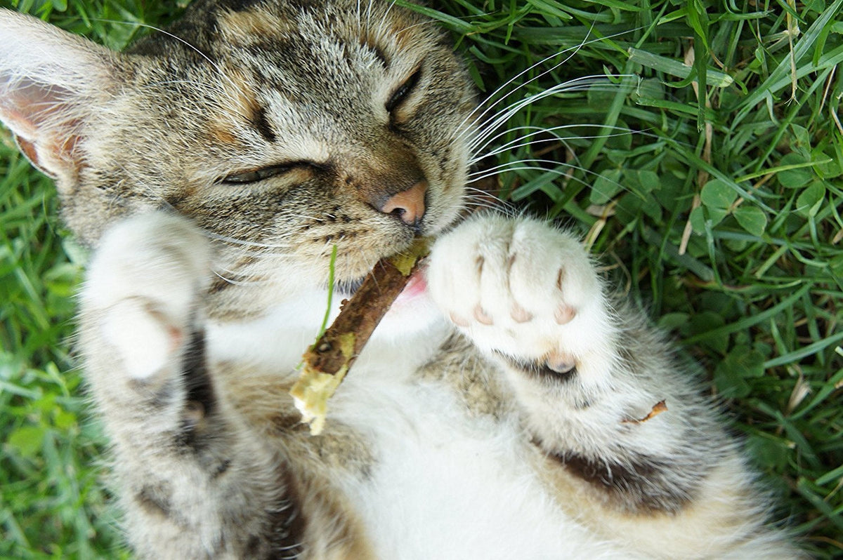 Silvervine for Cats: Benefits, Effects & Cat Behavior Explained