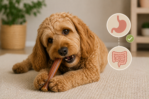 Are Bully Sticks Digestible? What Dog Owners Should Know