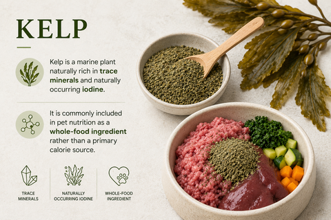 What is Kelp?