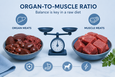 Meaning of Organ-to-Muscle Ratio