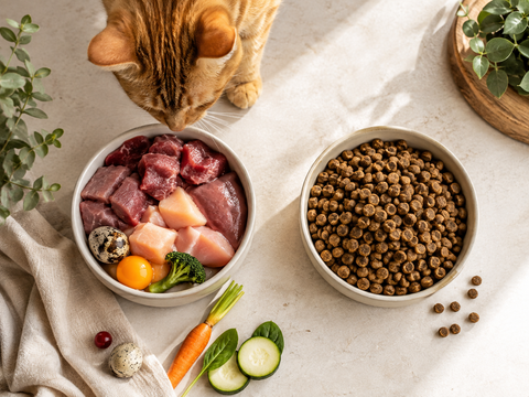 Raw Food vs. Kibble for Cats: Understanding the Biggest Differences