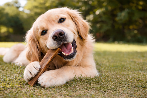 Camel Skin Chews for Dogs: A Natural Rawhide Alternative