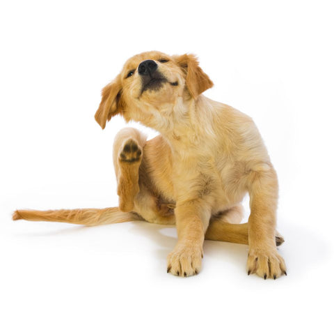 Why Raw Feeding Supports Dogs & Cats with Allergies