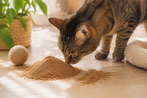 Silvervine for Cats: The Natural Enrichment More Cats Respond To