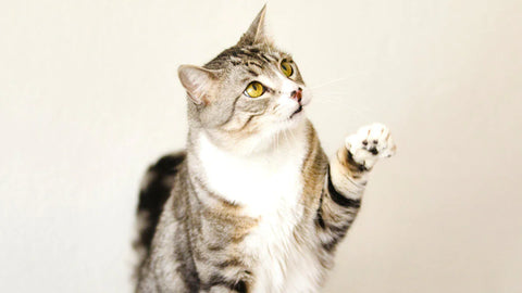 Treats for Cats
