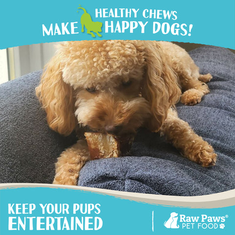 Smoked Beef Marrow Bones for Dogs, 3-inch - 8-ct