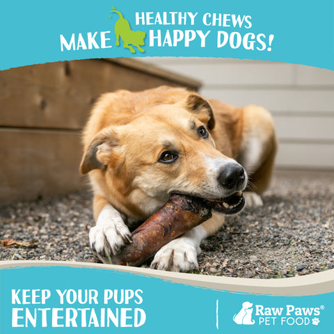 Smoked Beef Marrow Bones for Dogs, 5-inch - 8-ct