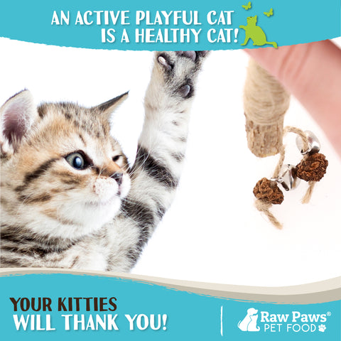 Natural Matatabi Silvervine Chew Stick Feather Cat Toy, 3-ct