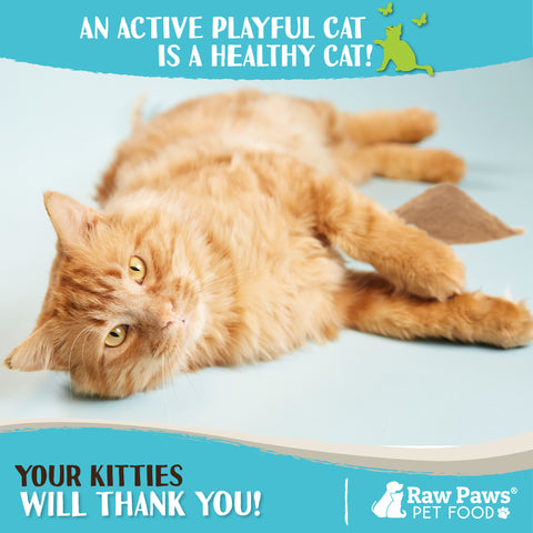Silvervine Powder for Cats, 2.64-oz