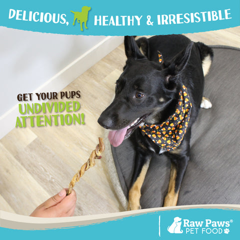 Lamb Pizzle Twist for Dogs, 6-9-inch - 10-ct