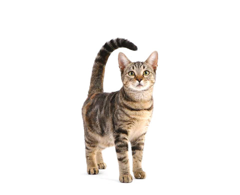Adult