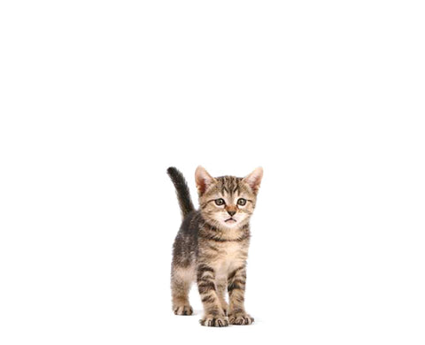 Kitten