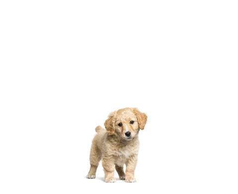 Puppy