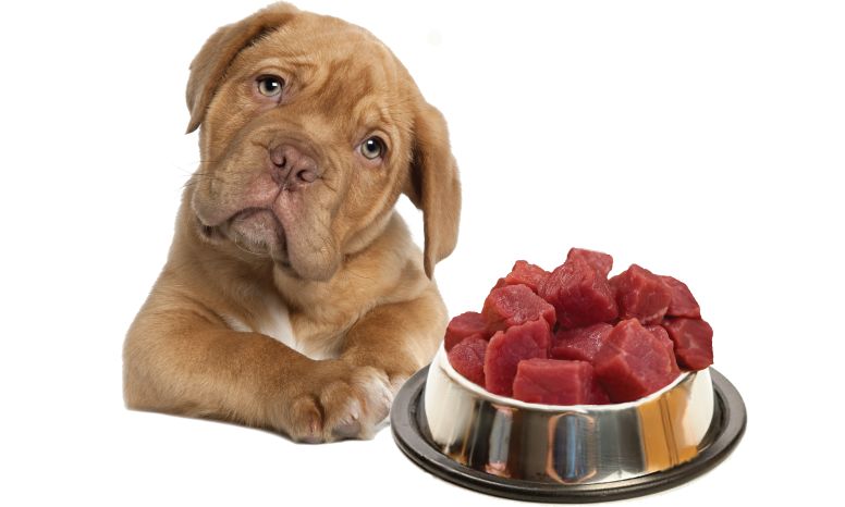Why Raw Feeding is Safe for Your Pet
